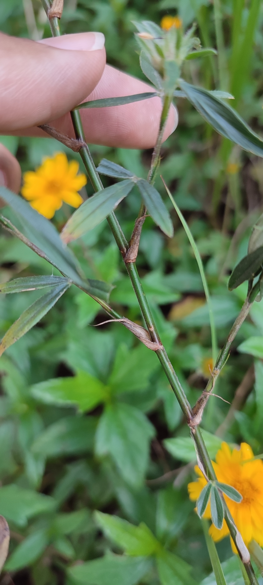 Photo of Stylosanthes (6/7)