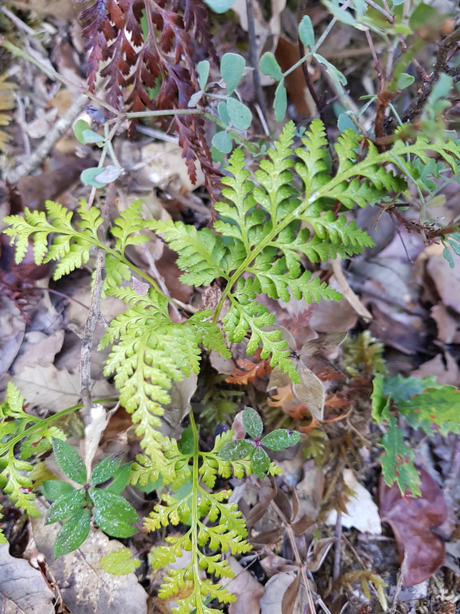 Photo of black spleenwort (3/6)