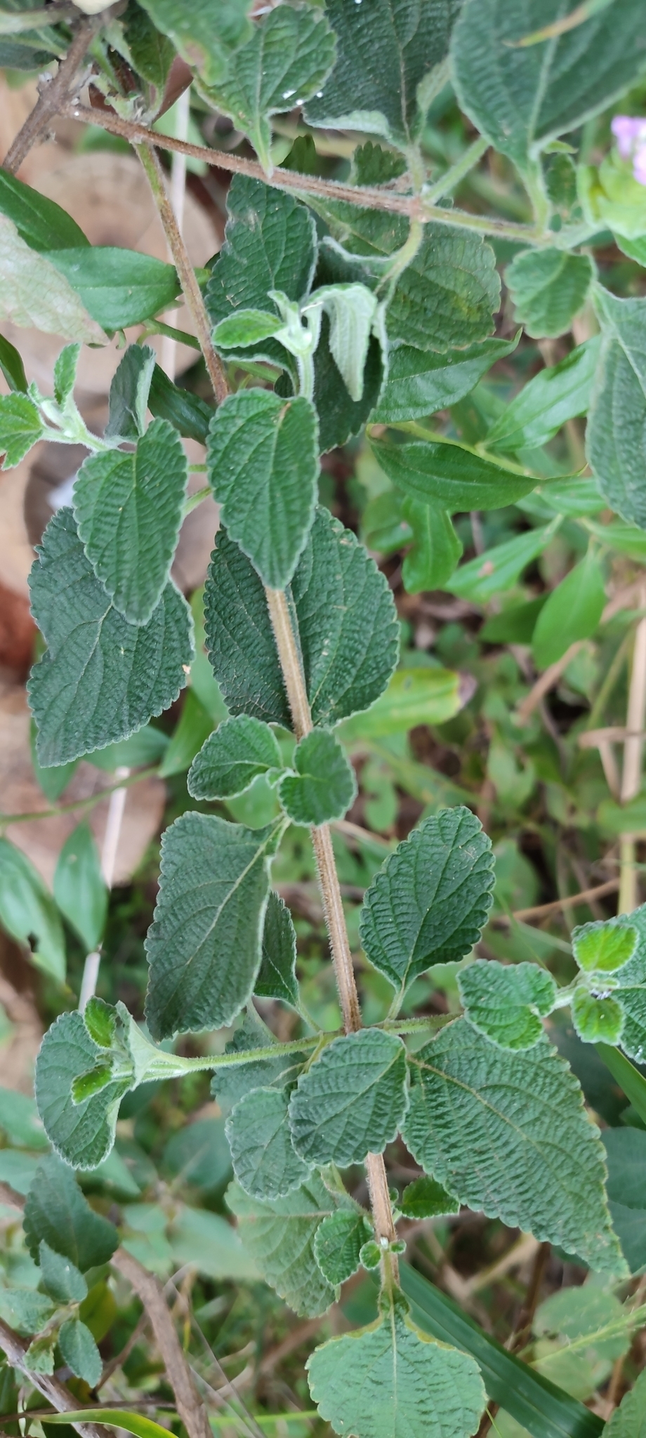 Photo of Lantana fucata (9/12)