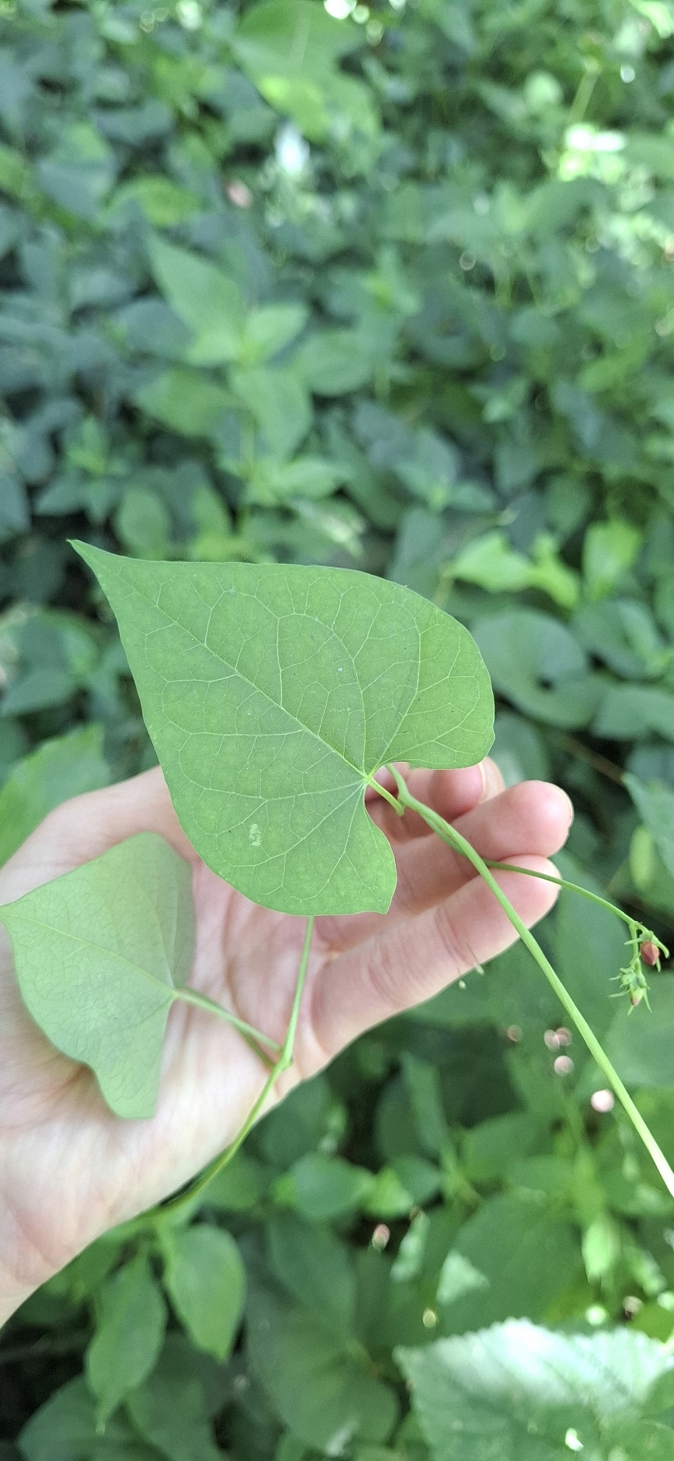Photo of scarlet creeper (3/11)