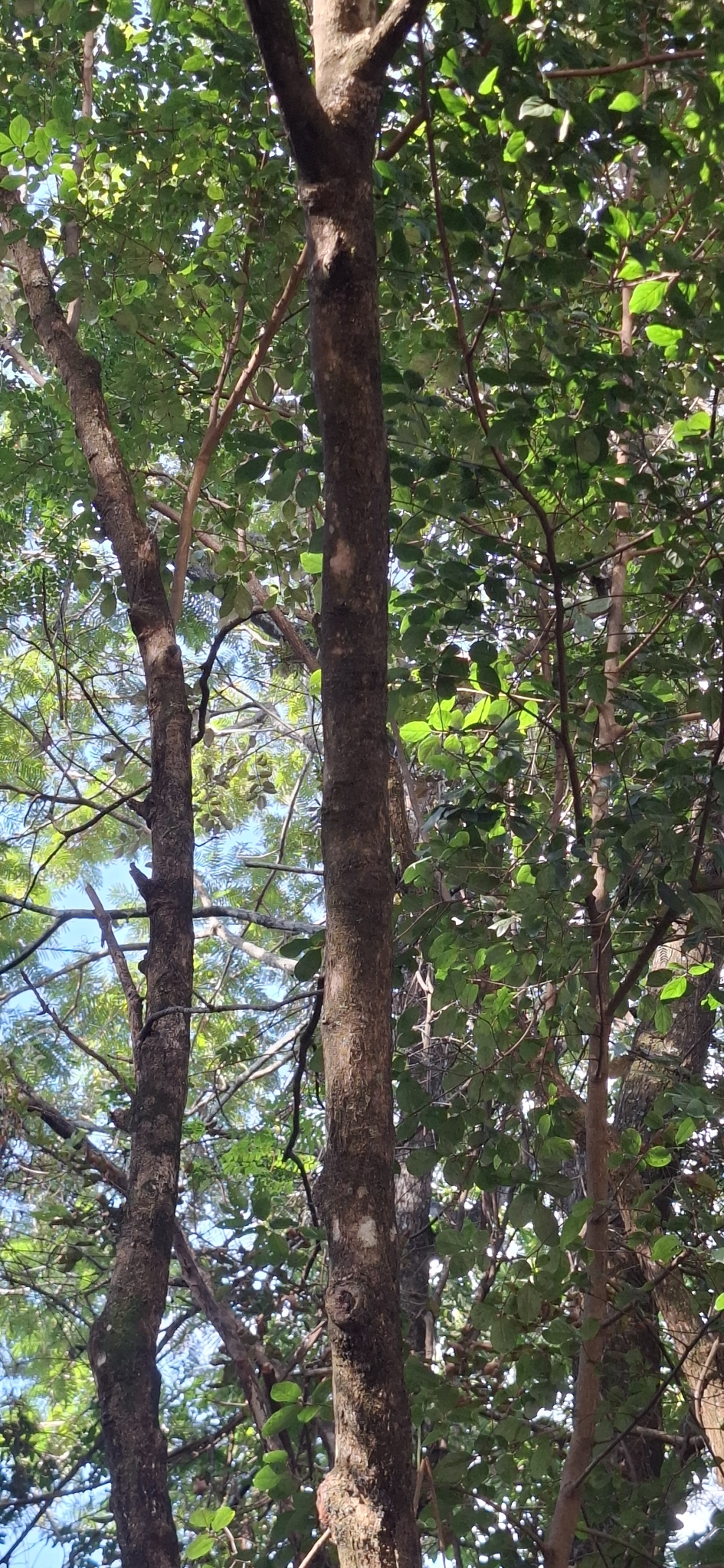 Photo of Casearia decandra (5/12)