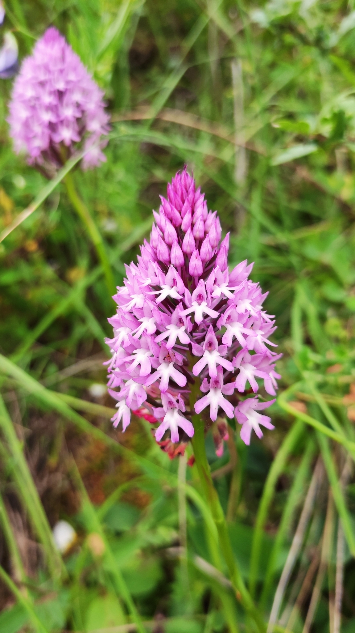 Photo of pyramidal orchid (1/12)