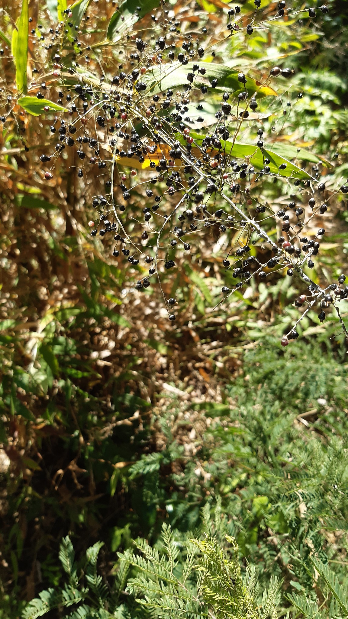 Photo of Tracheophyta (5/5)