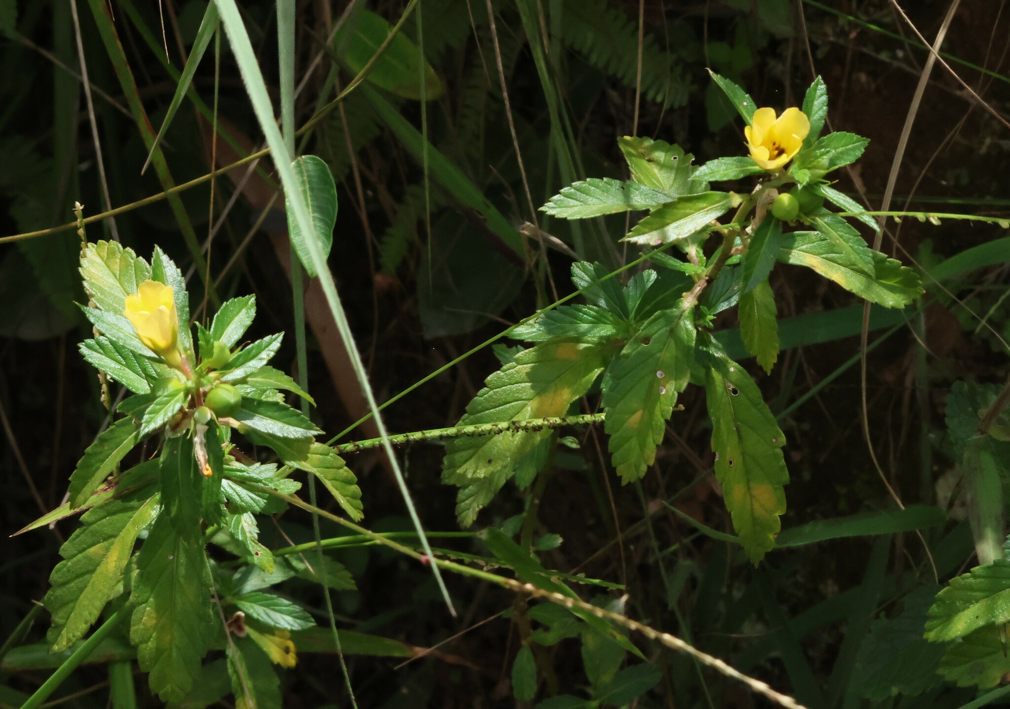 Photo of Cuban Buttercup (4/12)