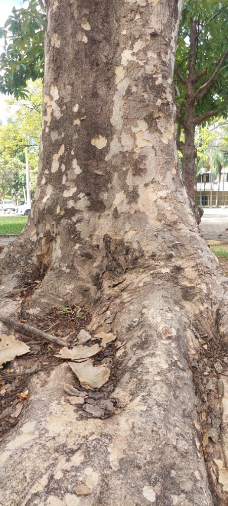 Photo of Gmelina (3/7)
