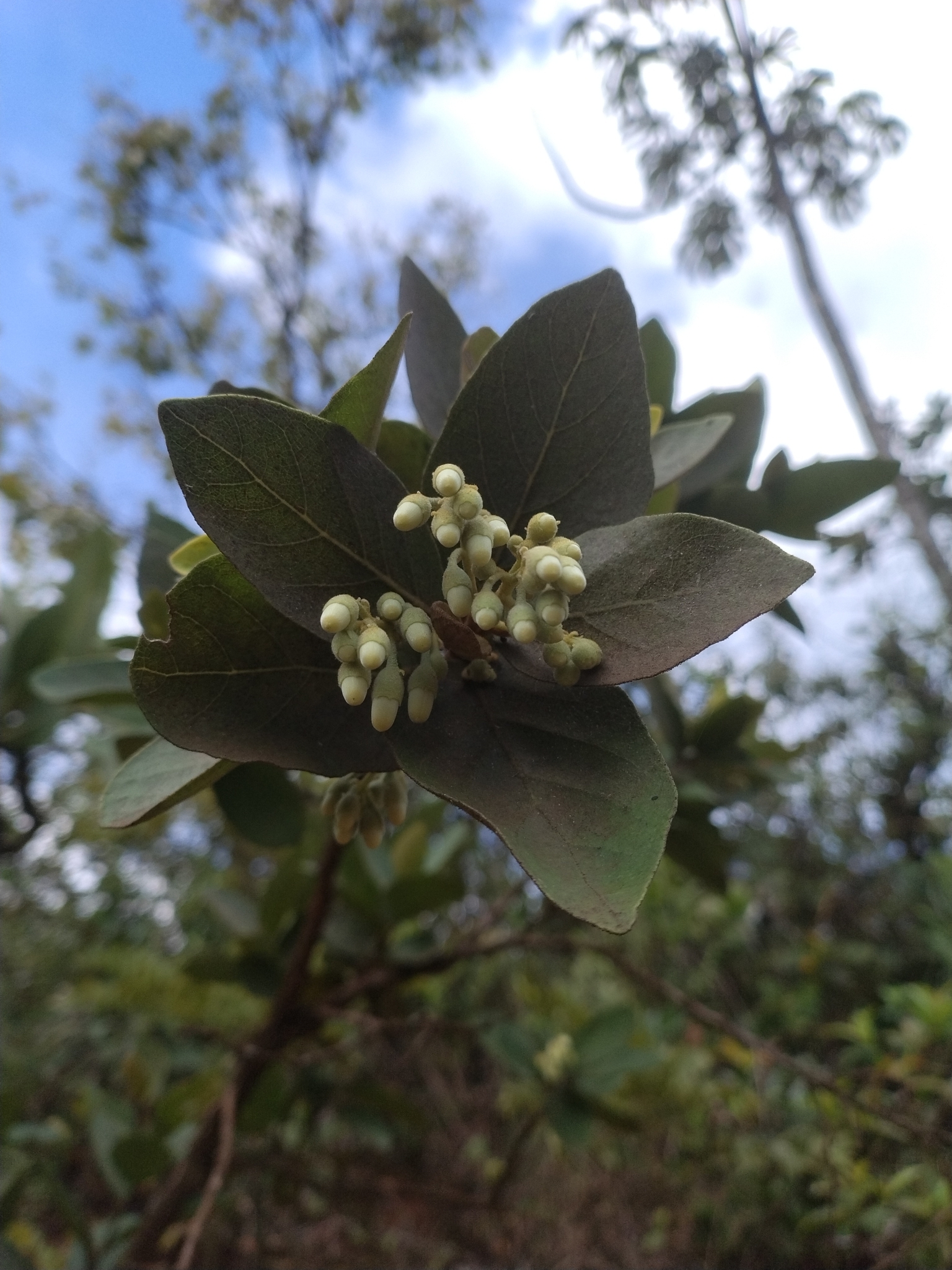 Photo of Styrax ferrugineus (4/5)