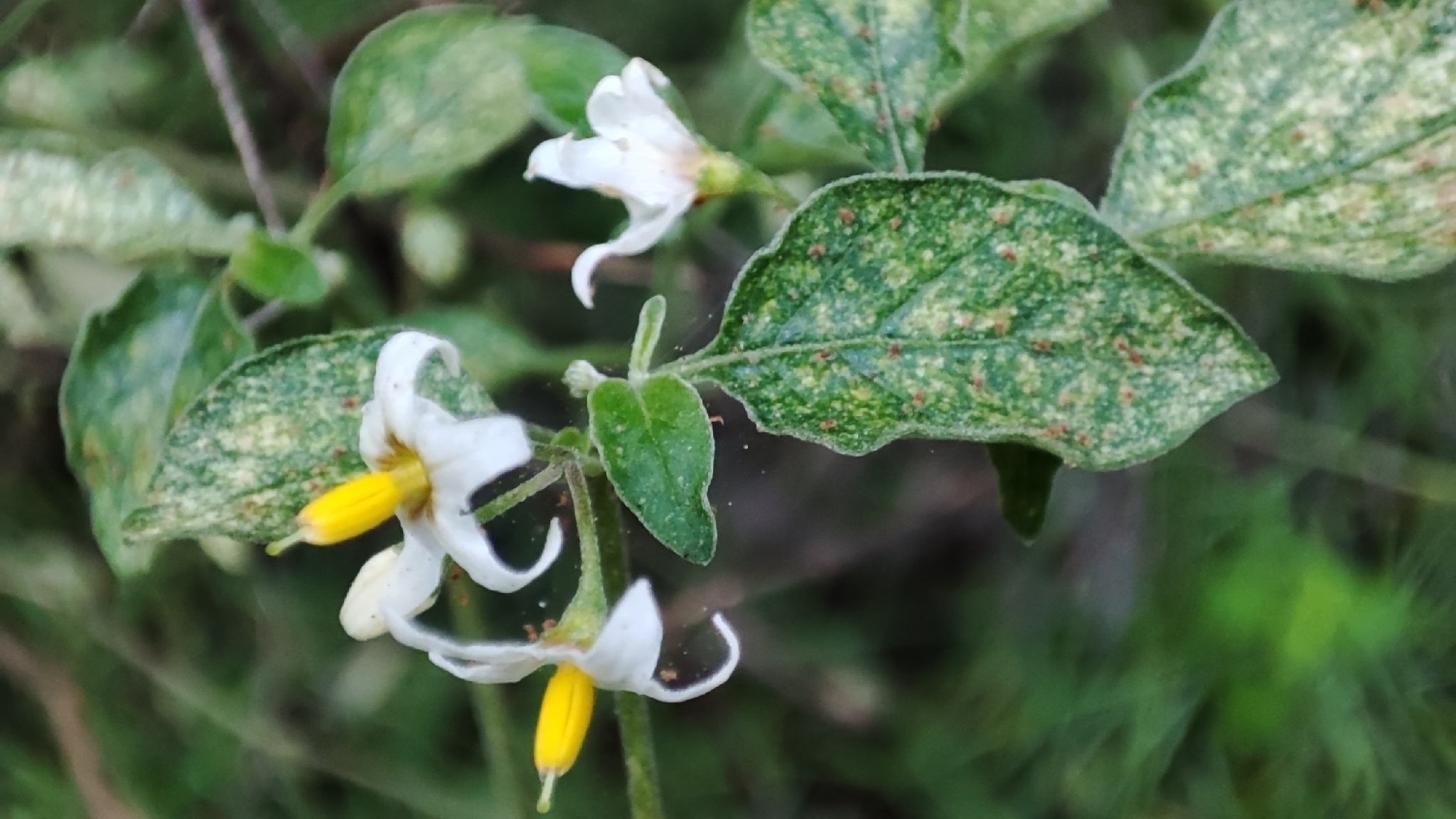 Photo of tall nightshade (5/12)