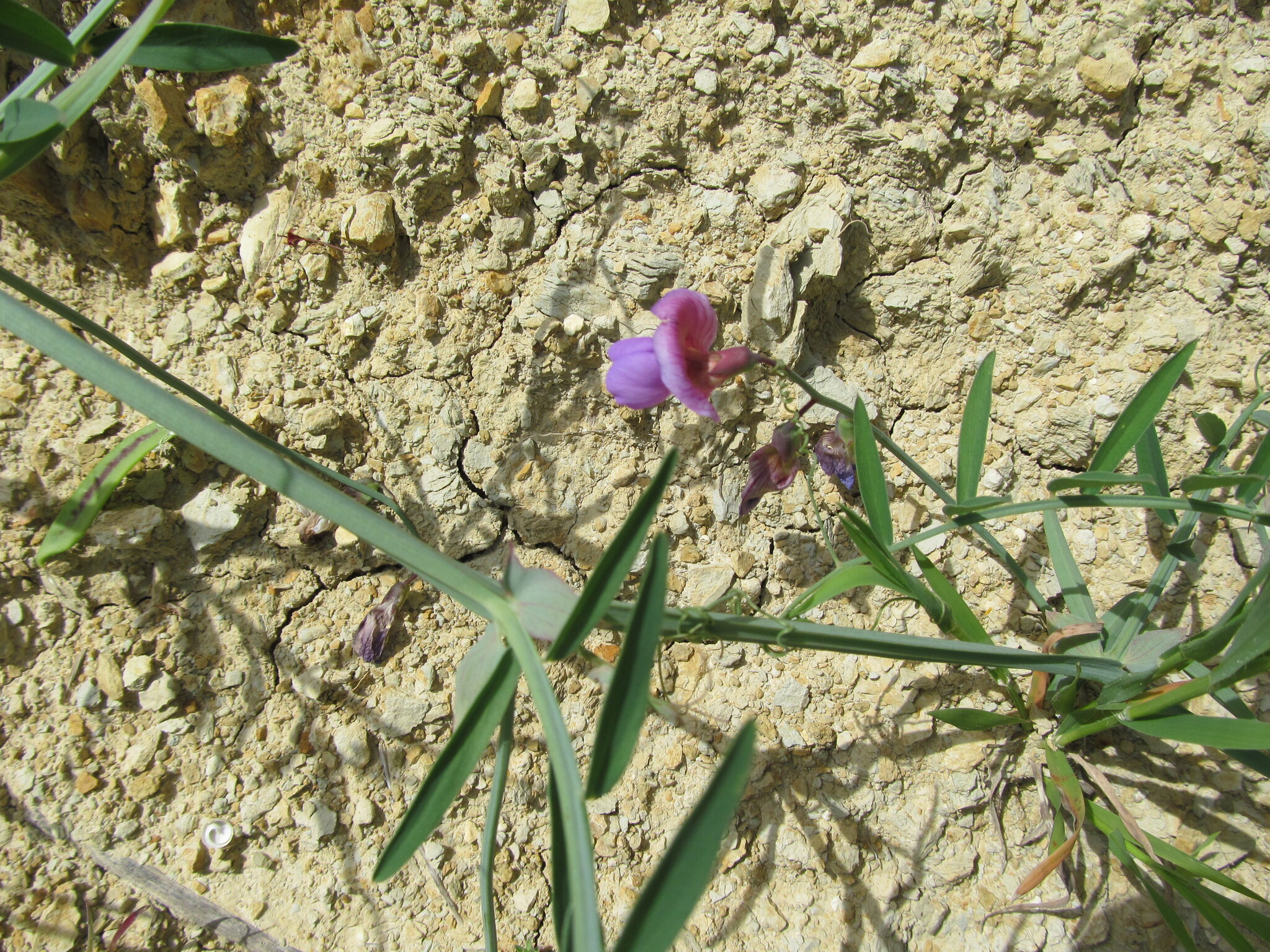 Photo of Crimson Pea (6/12)