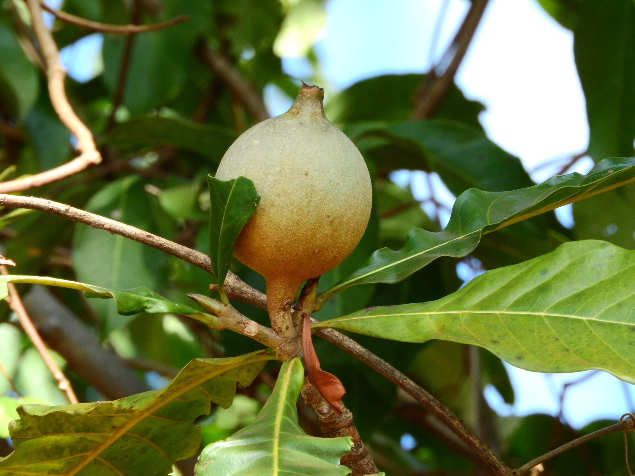 Photo of Genipap Tree (2/6)
