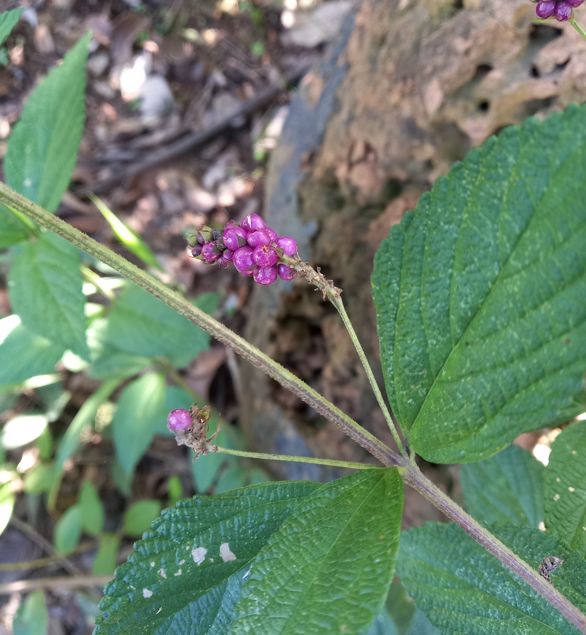 Photo of Ternate Lantana (10/11)