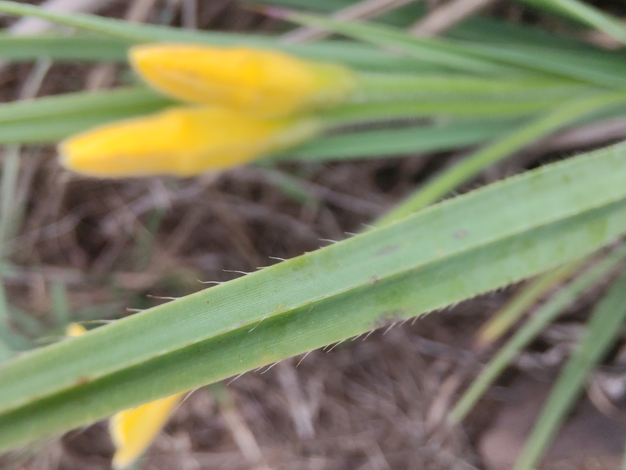 Photo of Barbacenia (5/7)