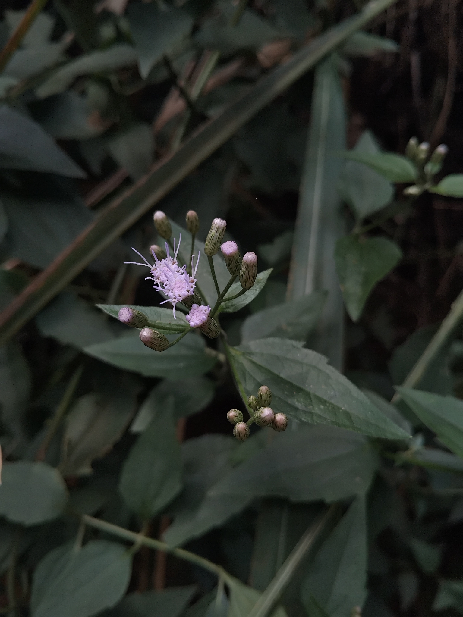 Photo of Siam weed (3/9)