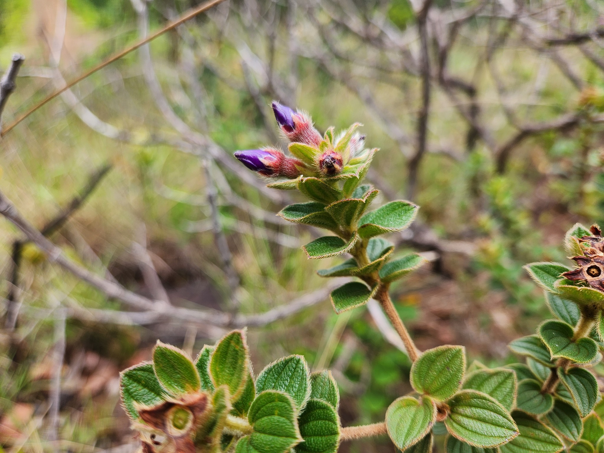Photo of Pleroma (5/7)