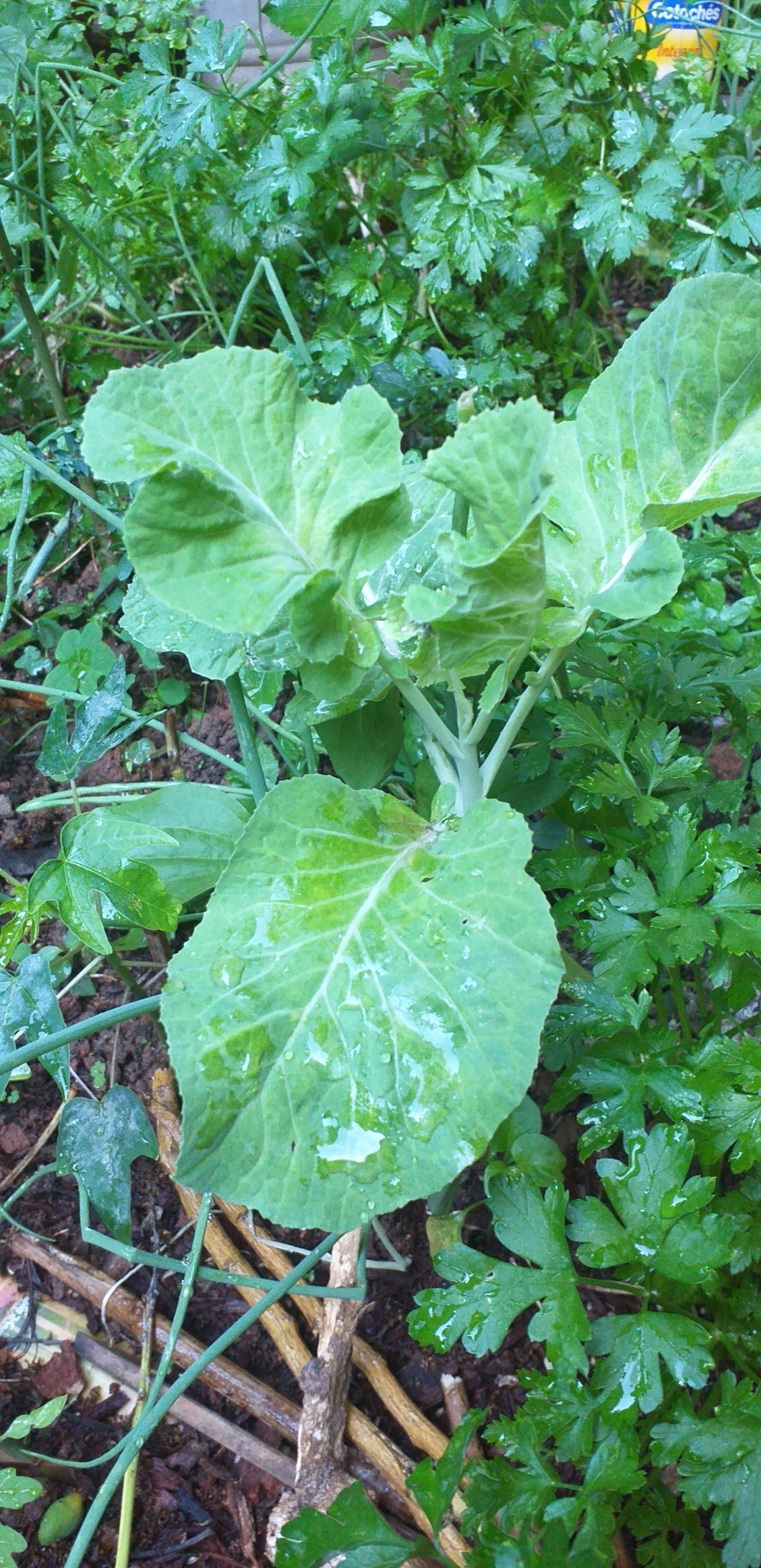 Photo of cabbage, broccoli, and allies (7/8)