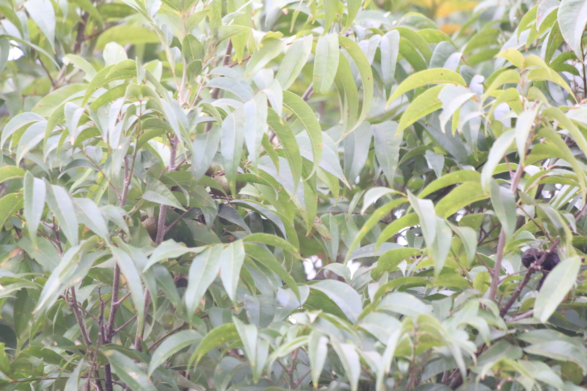 Photo of Magnoliopsida (4/5)