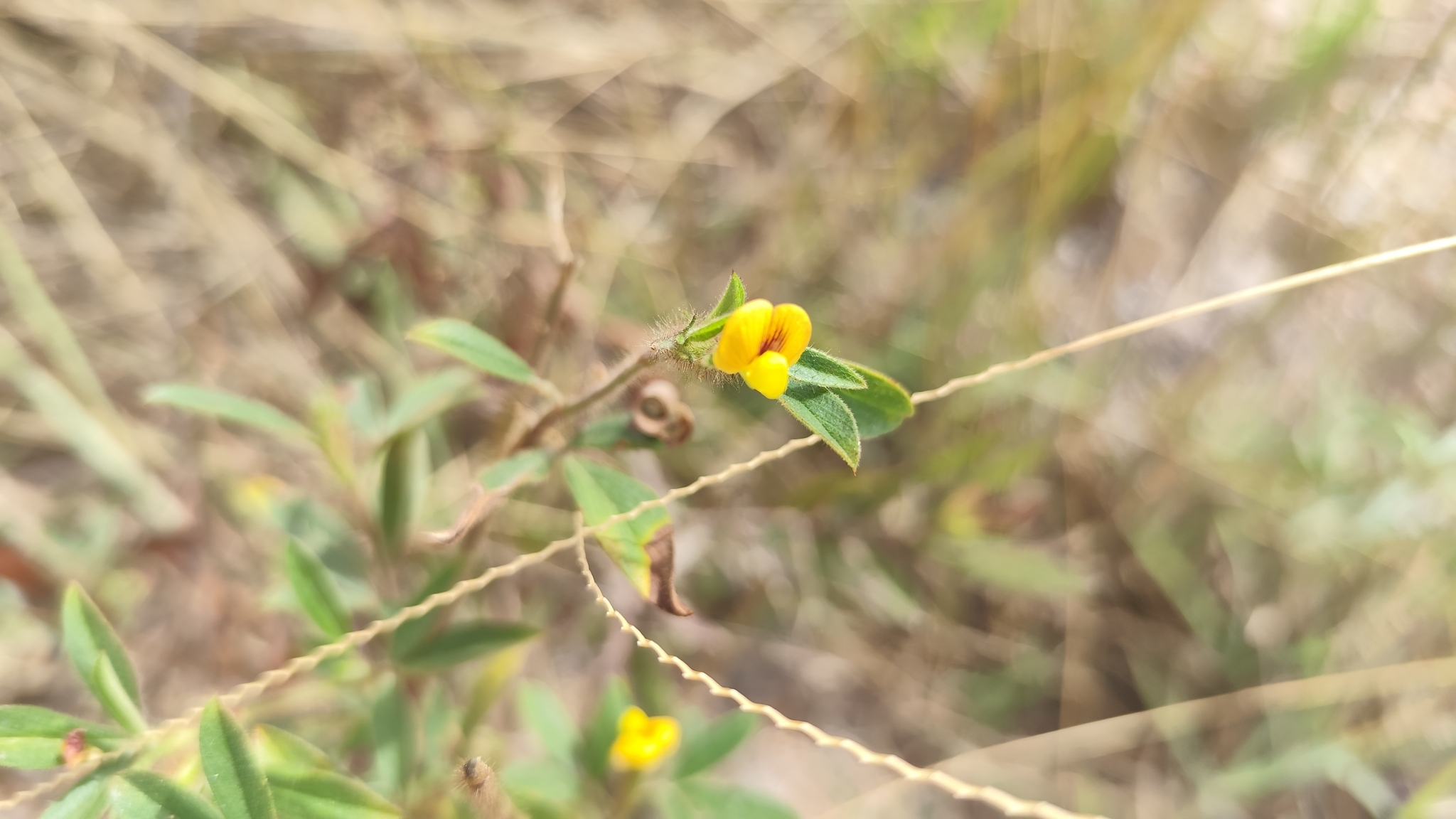 Photo of Stylosanthes guianensis (6/8)