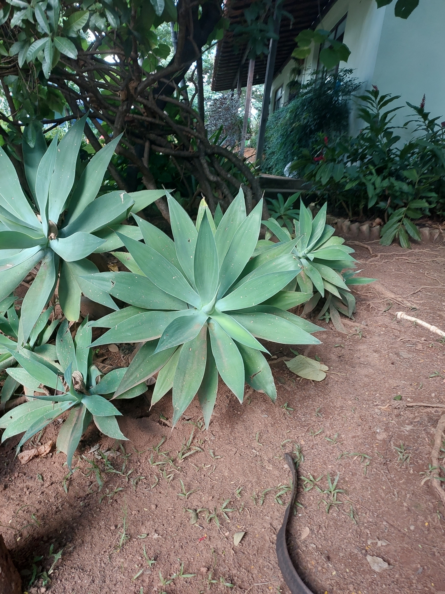 Photo of Swan-neck Agave (10/12)