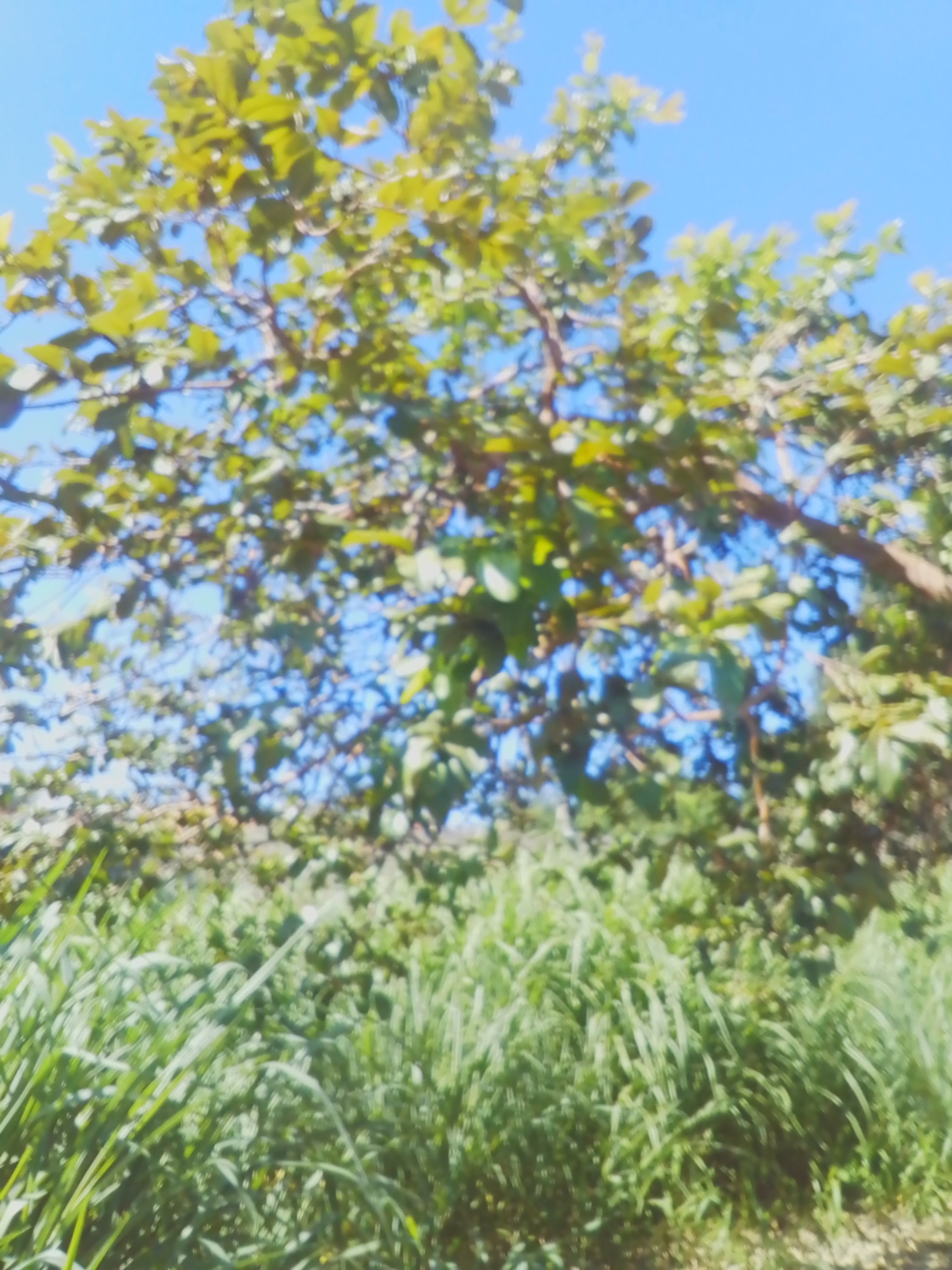 Photo of Common guava (1/12)