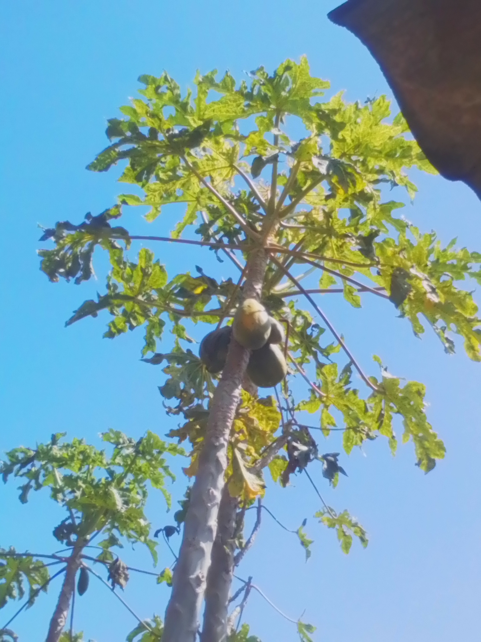 Photo of Papaya (7/12)