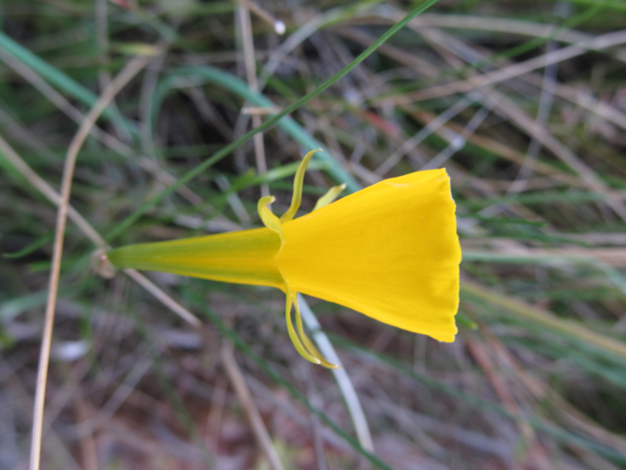 Photo of hoop-petticoat daffodil (9/12)