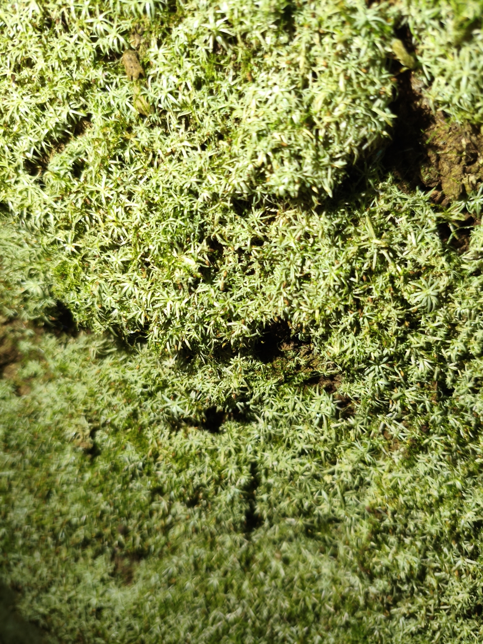 Photo of Dicranales (6/7)