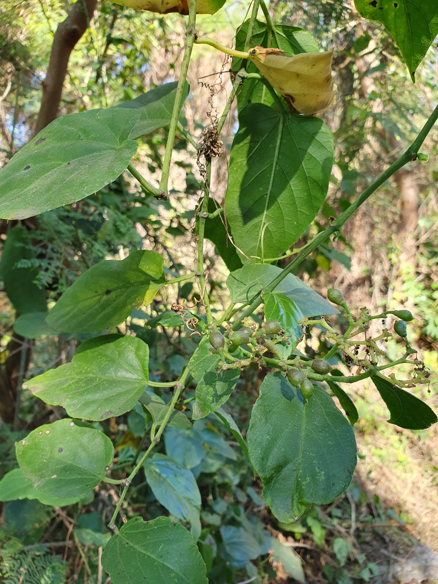 Photo of Possum grape (7/12)