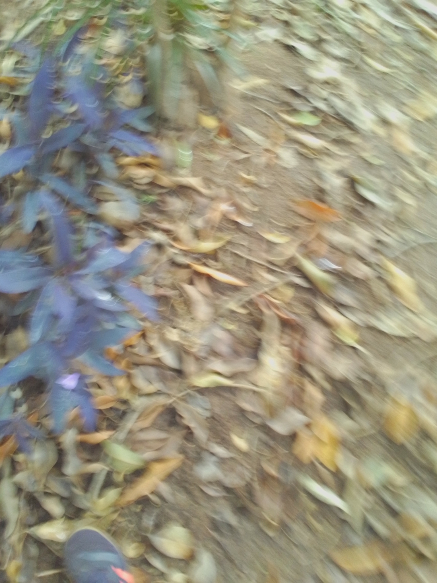 Photo of Purple Heart (3/12)