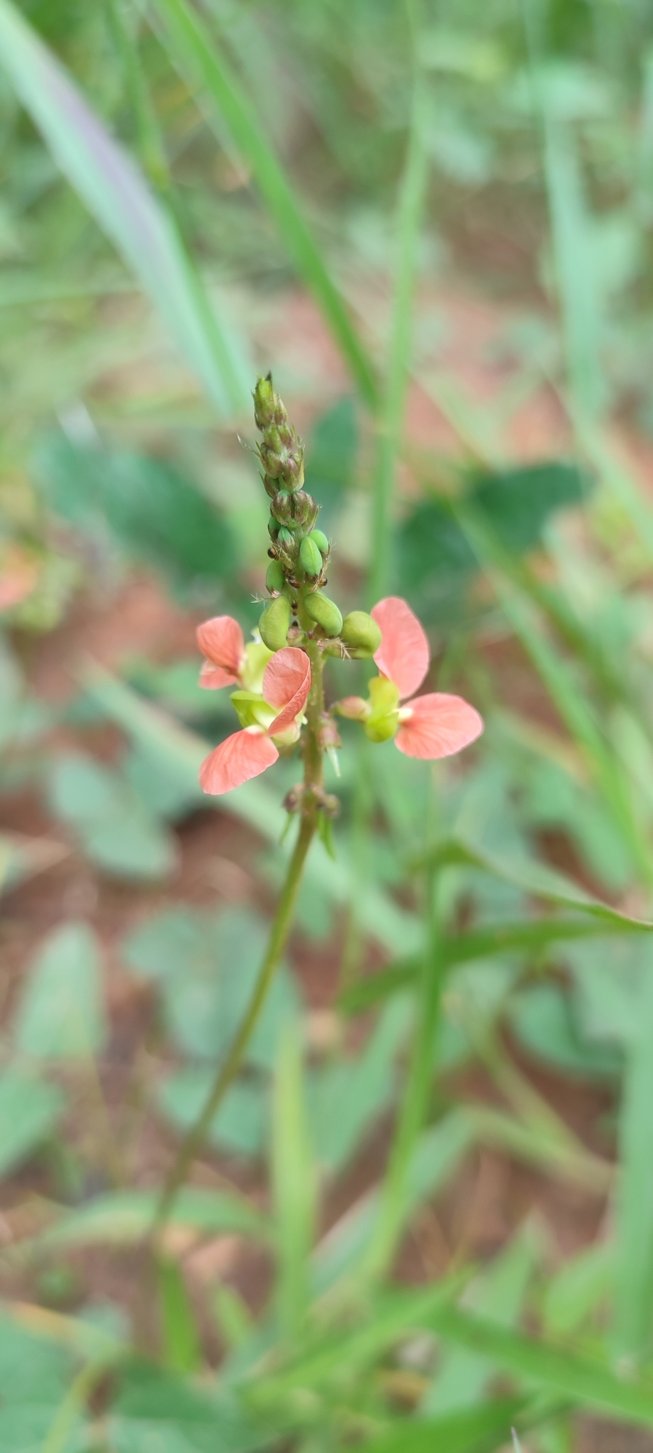 Photo of Macroptilium erythroloma (7/12)