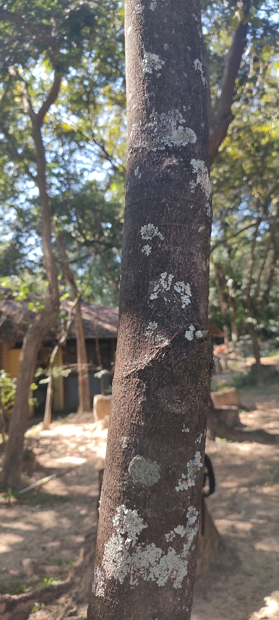 Photo of Copaifera arenicola (4/8)