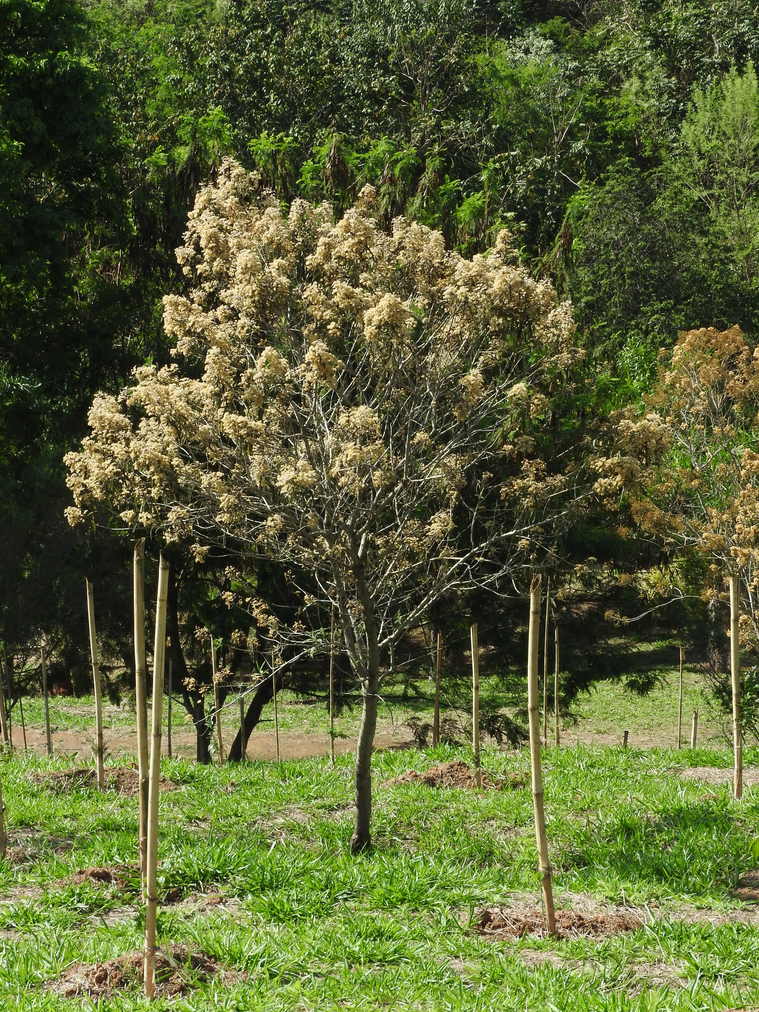 Photo of Plantae (7/7)