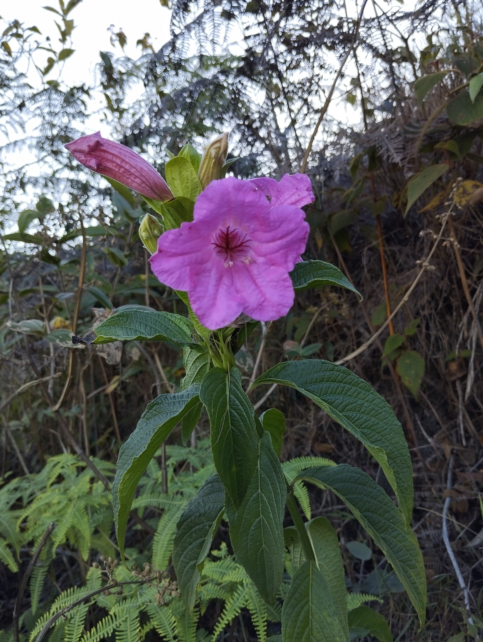 Photo of Ruellia macrantha (4/12)