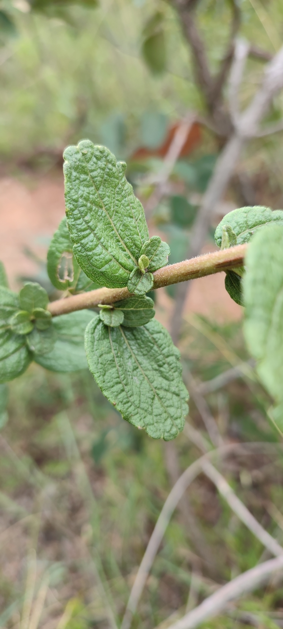 Photo of Aldama robusta (7/12)