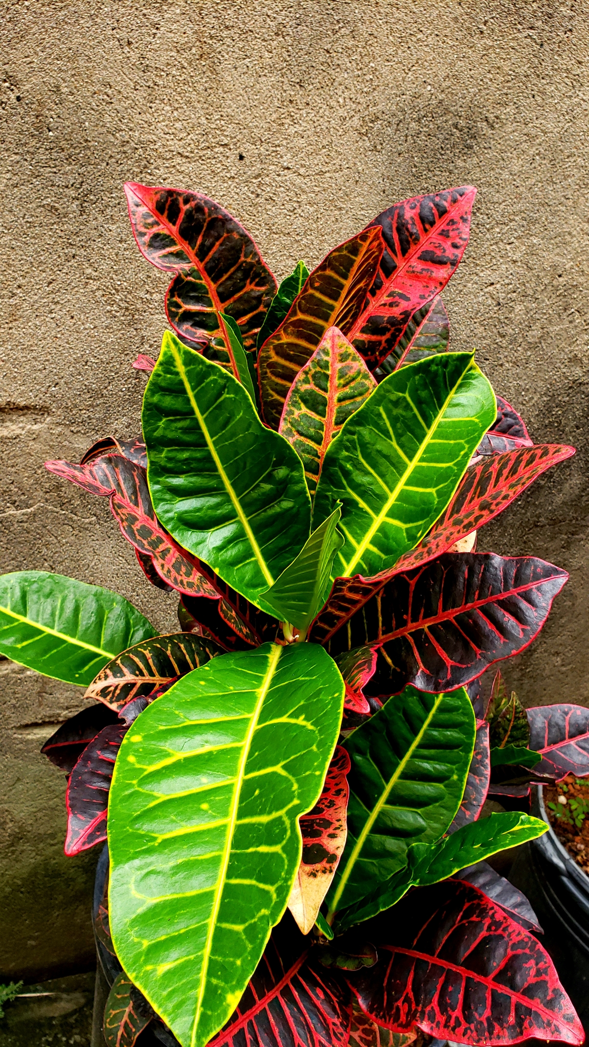 Photo of Variegated Croton (7/10)
