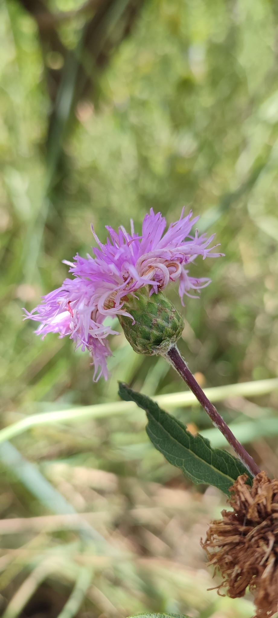 Photo of Lessingianthus coriaceus (7/8)