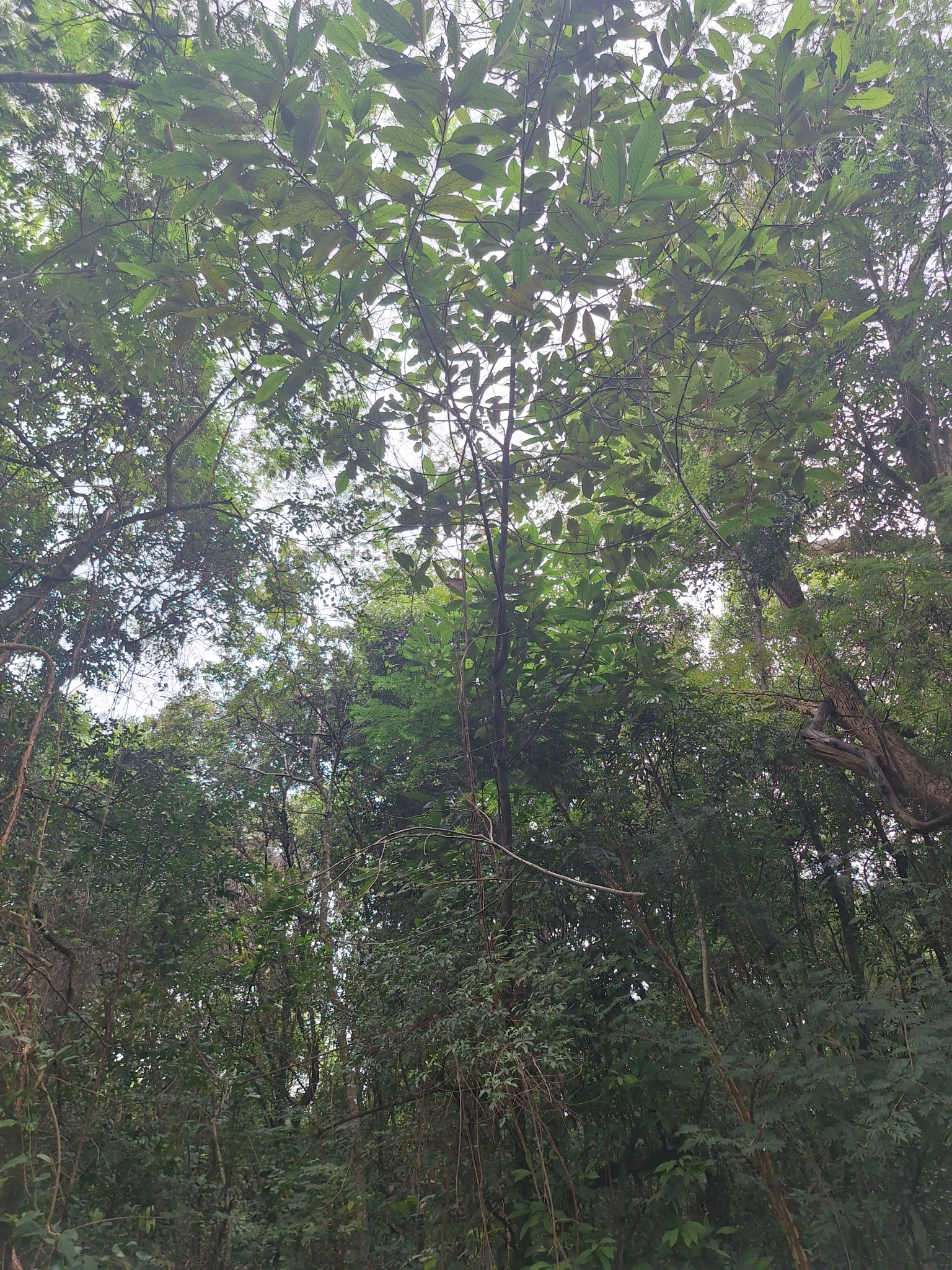Photo of Nectandra oppositifolia (7/9)
