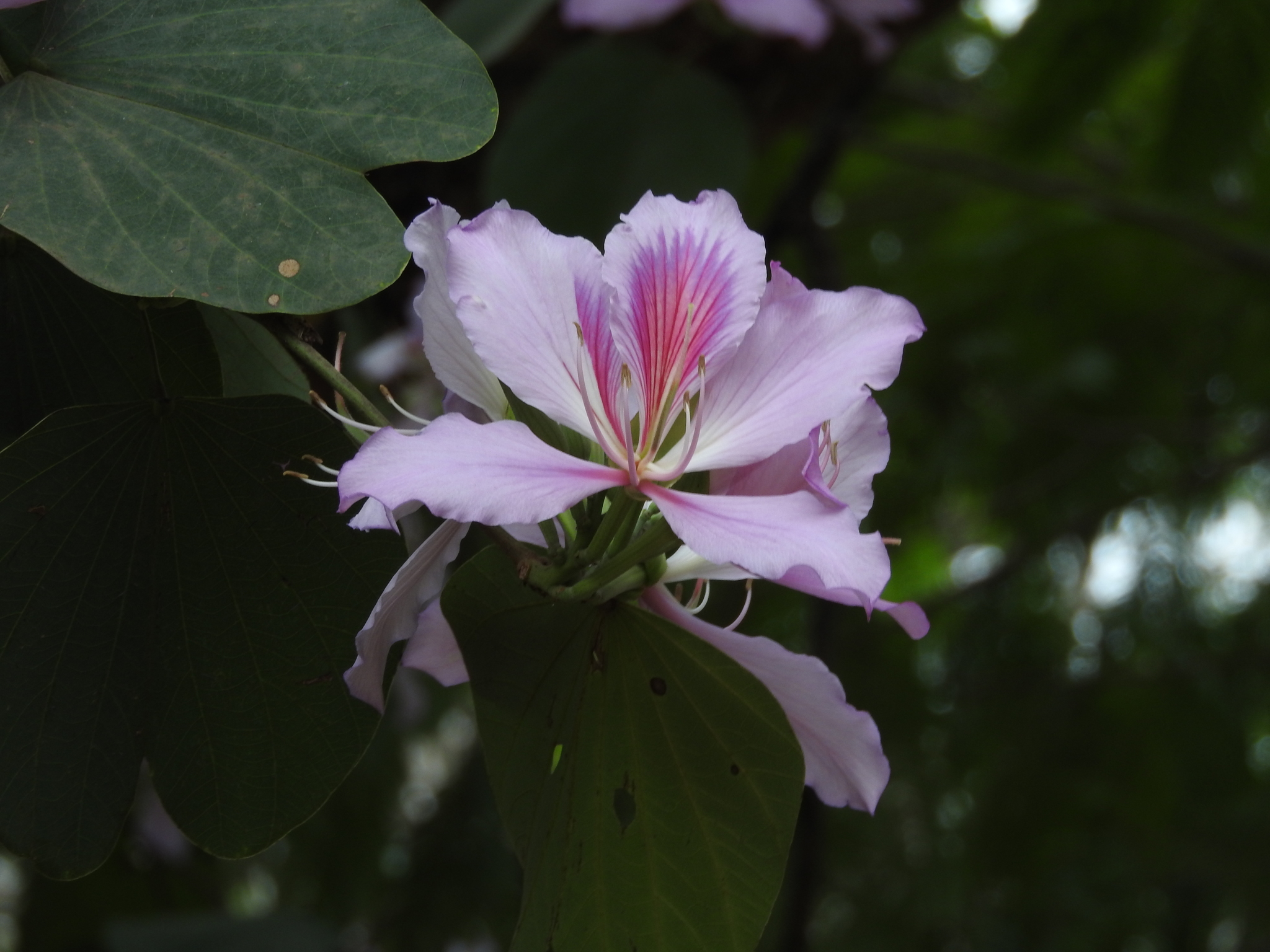 Photo of Bauhinia variegata
