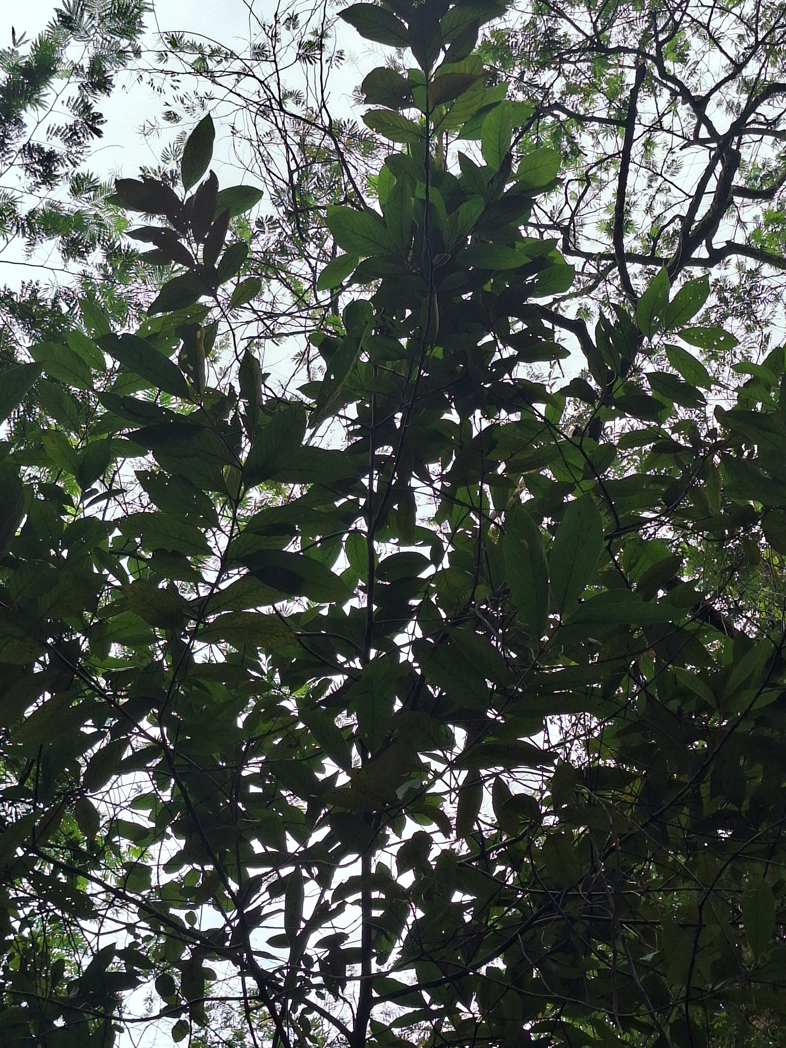 Photo of Nectandra oppositifolia (8/9)