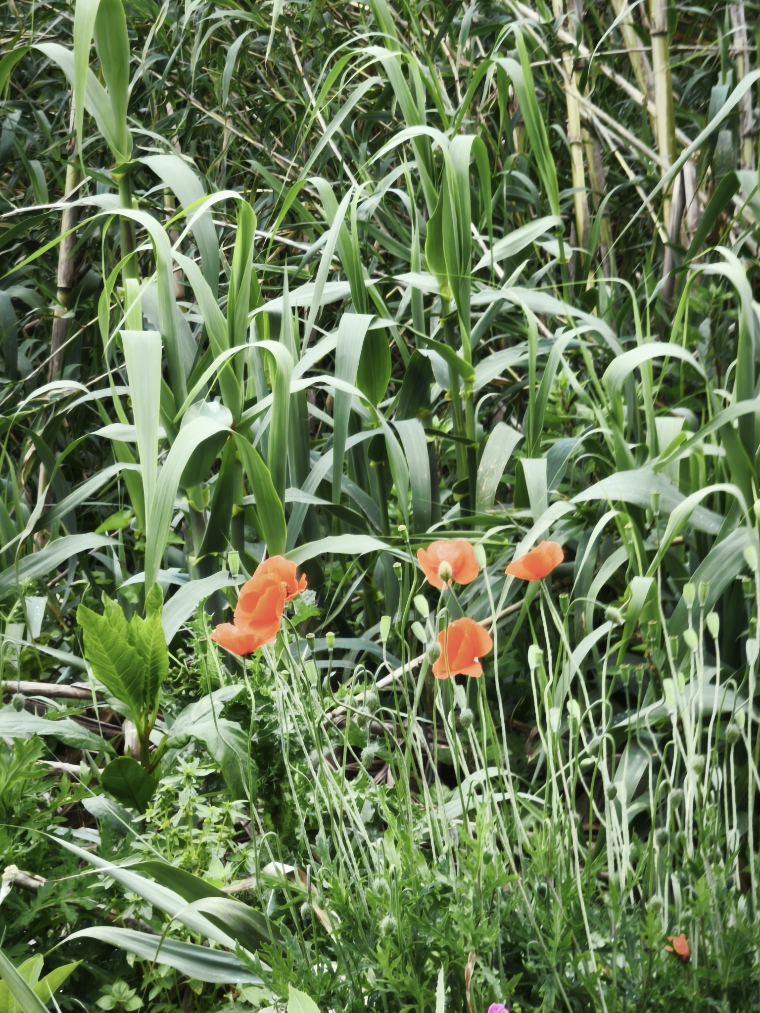 Photo of Long-headed poppy (6/12)