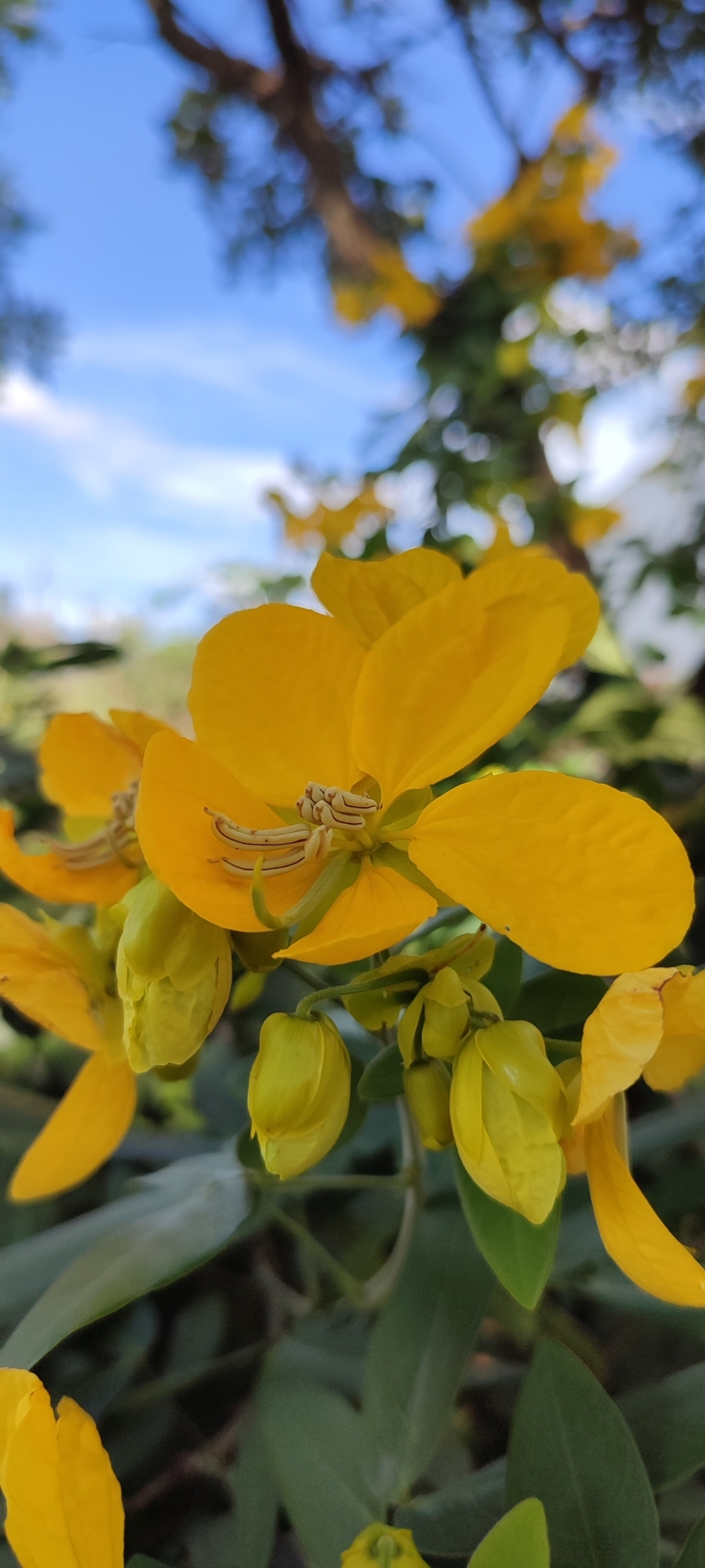 Photo of Senna angulata (8/12)