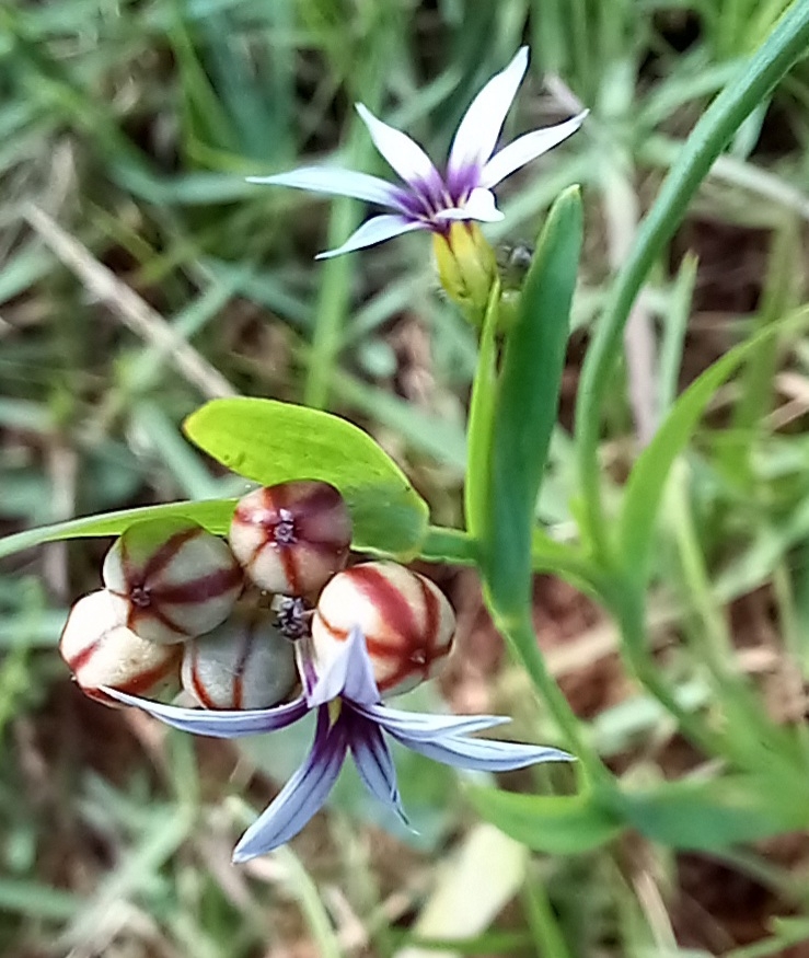 Photo of Blue Pigroot (8/8)