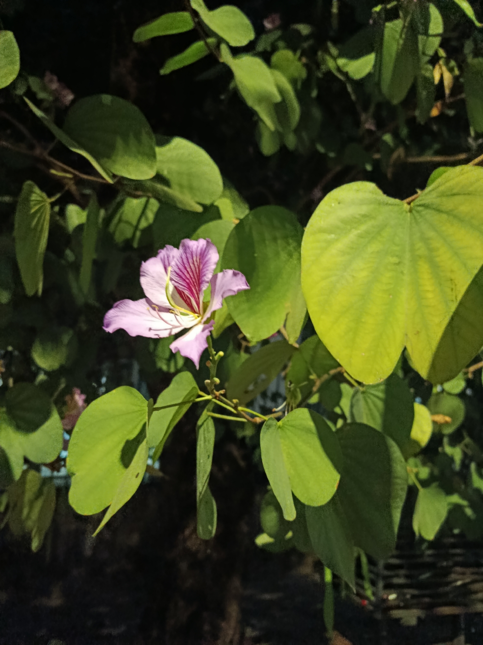 Photo of Orchid tree (3/8)