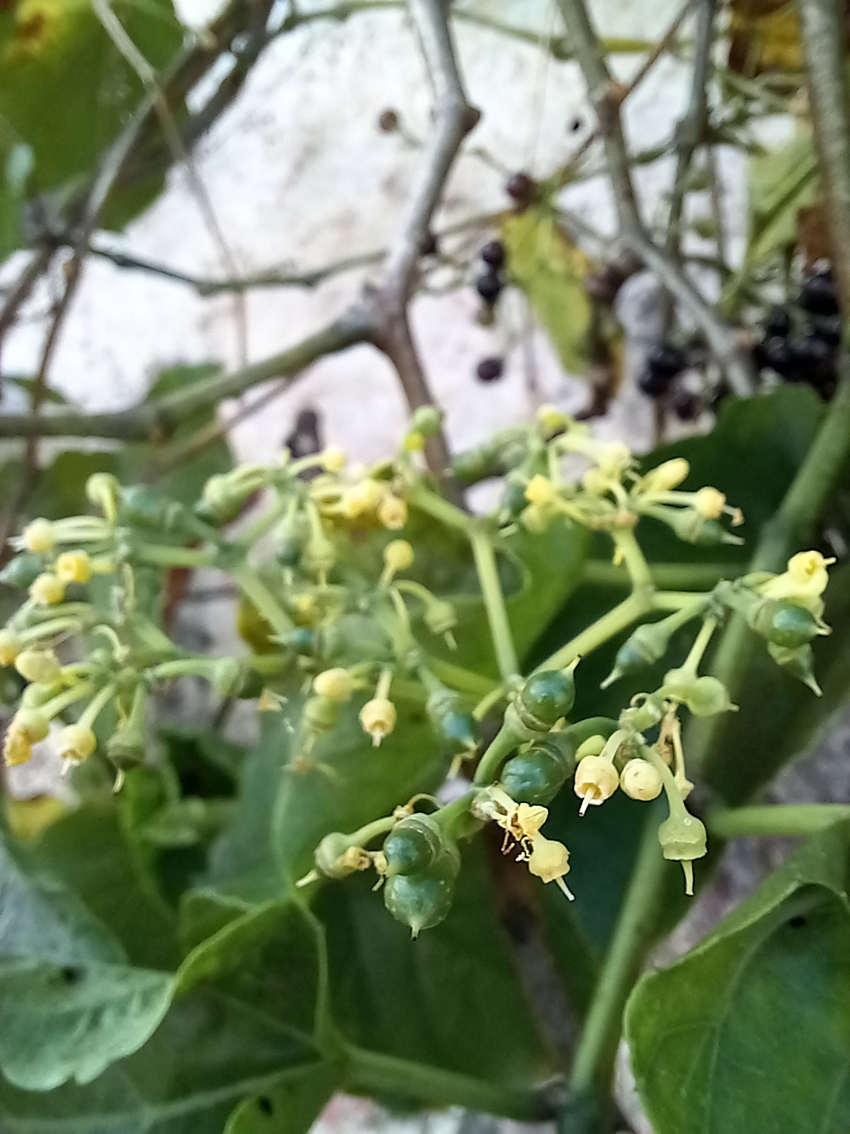 Photo of Possum grape (9/12)