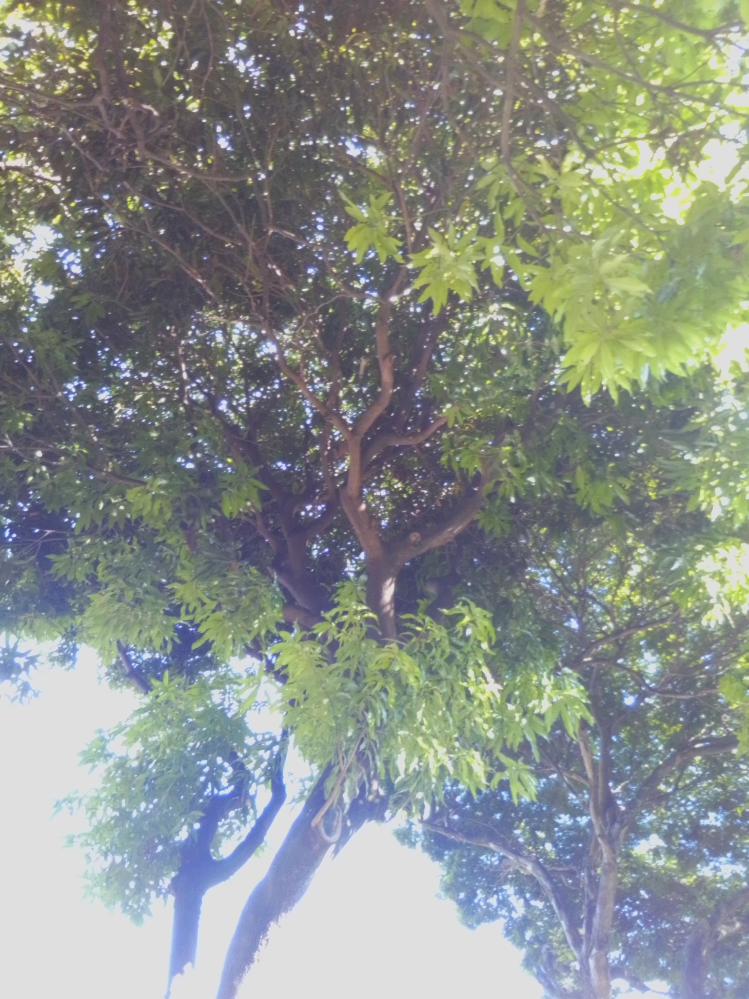 Photo of Indian mango (8/12)