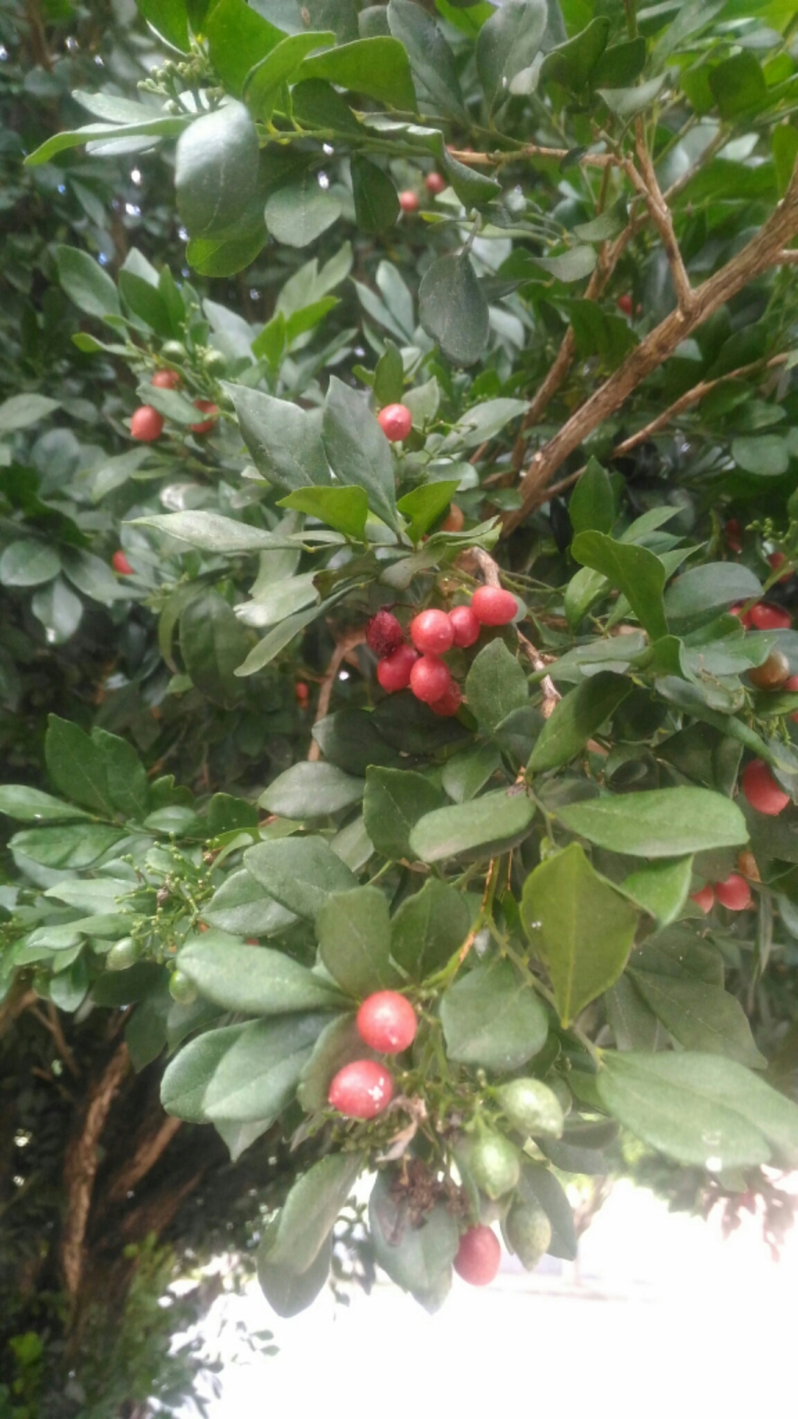Photo of Orange Jasmine (10/10)