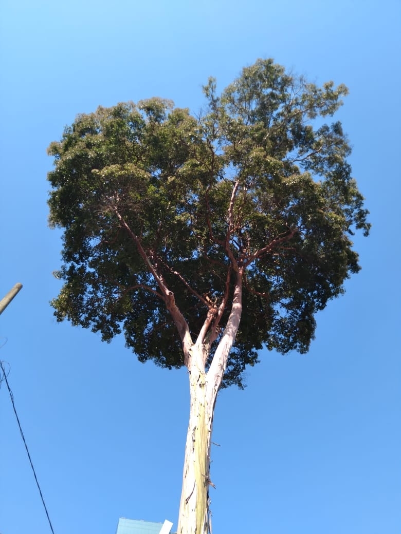 Photo of Calycophyllum spruceanum (5/7)
