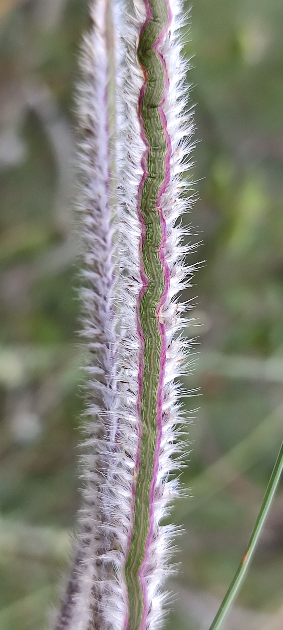 Photo of Paspalum eucomum (3/12)