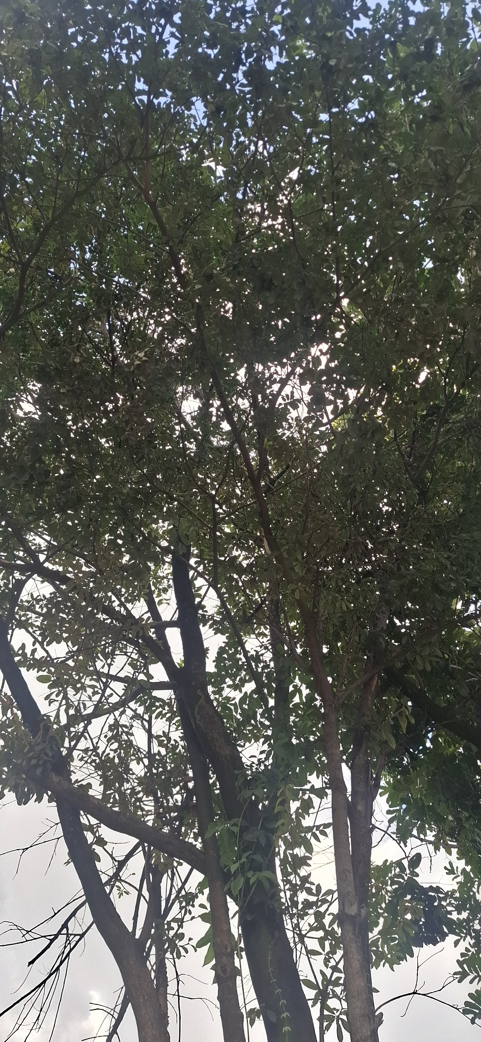 Photo of Aspidosperma tomentosum (7/12)