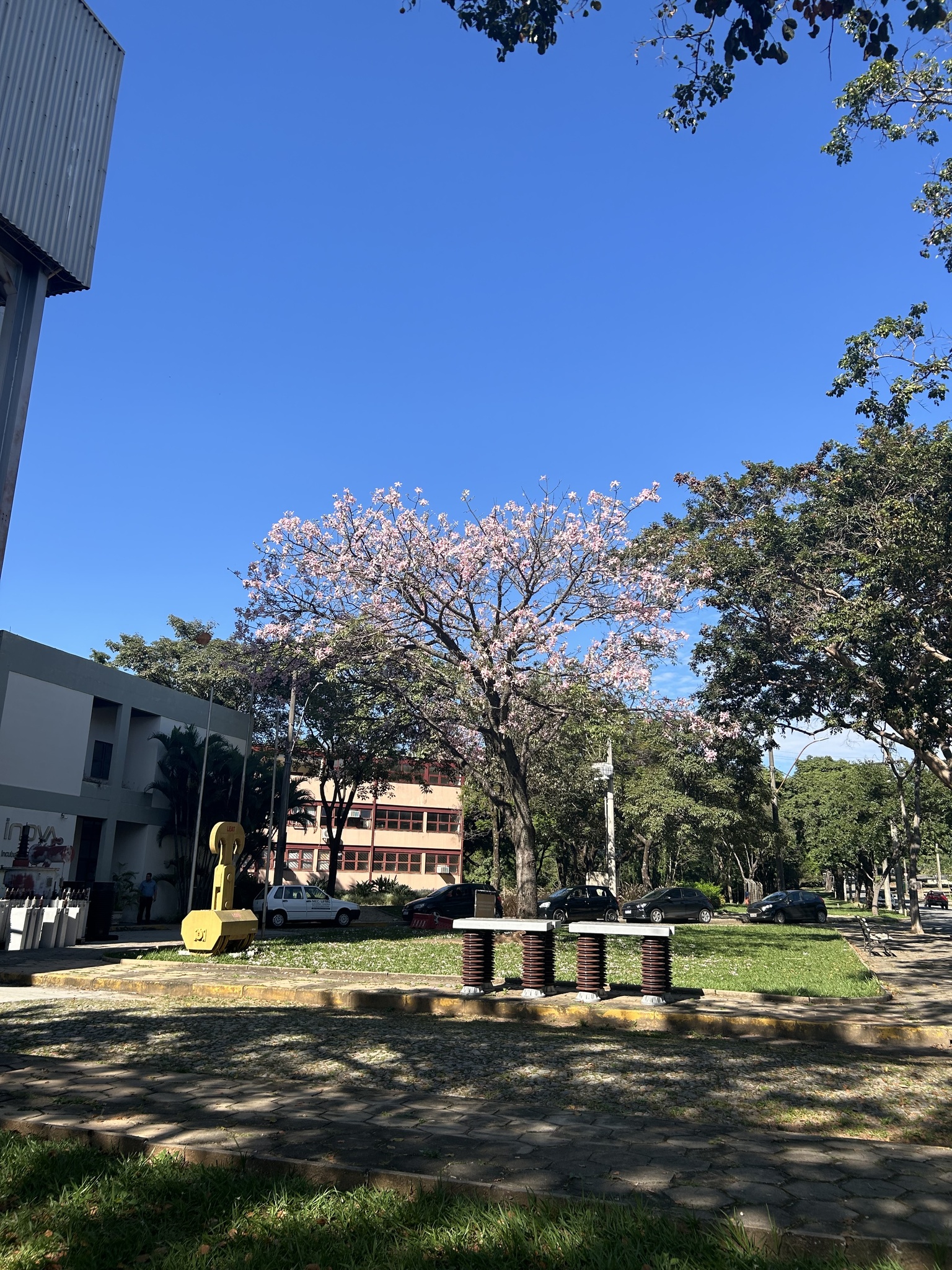 Photo of Silk floss tree (3/12)