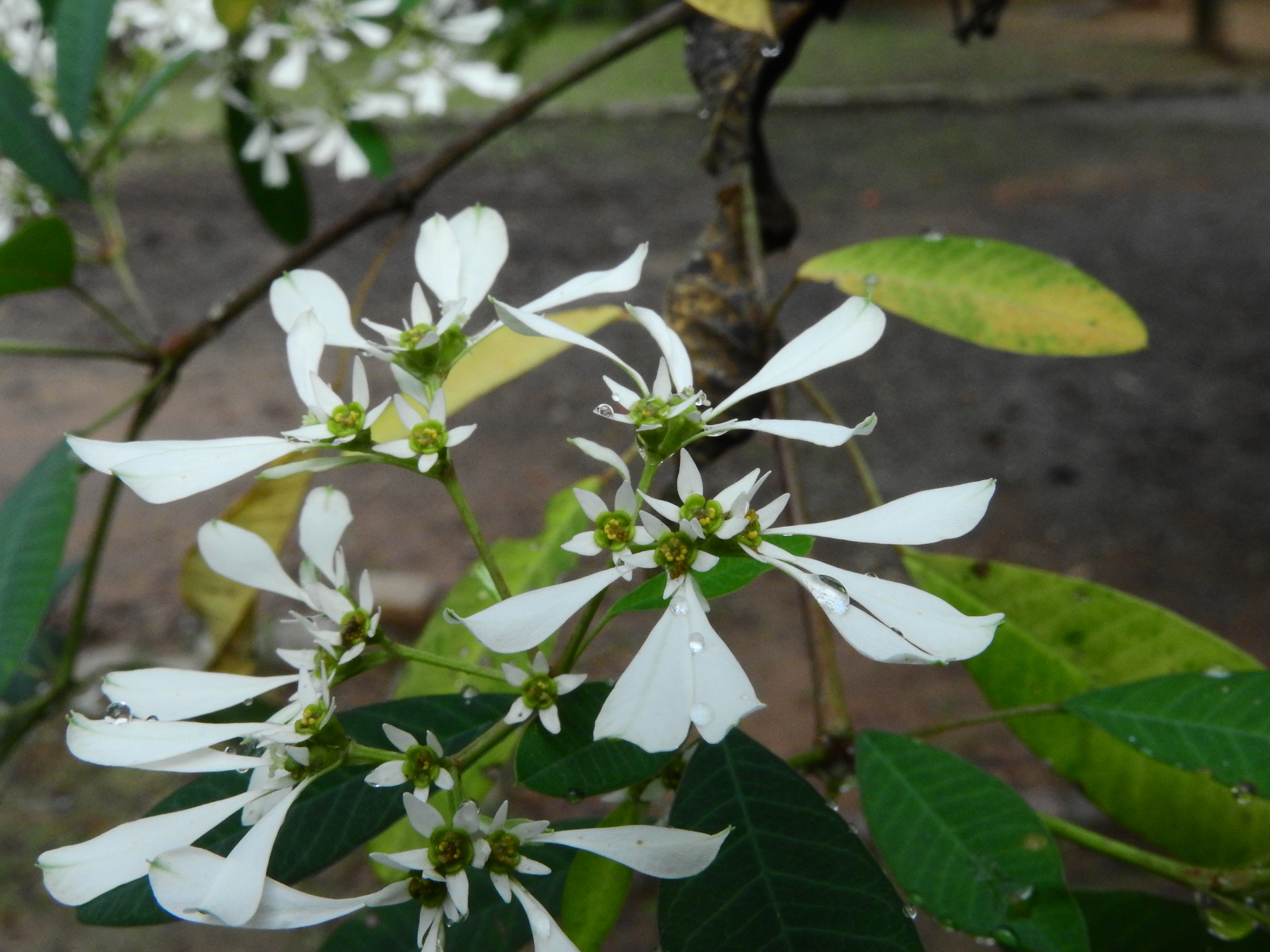 Photo of pascuita (3/8)