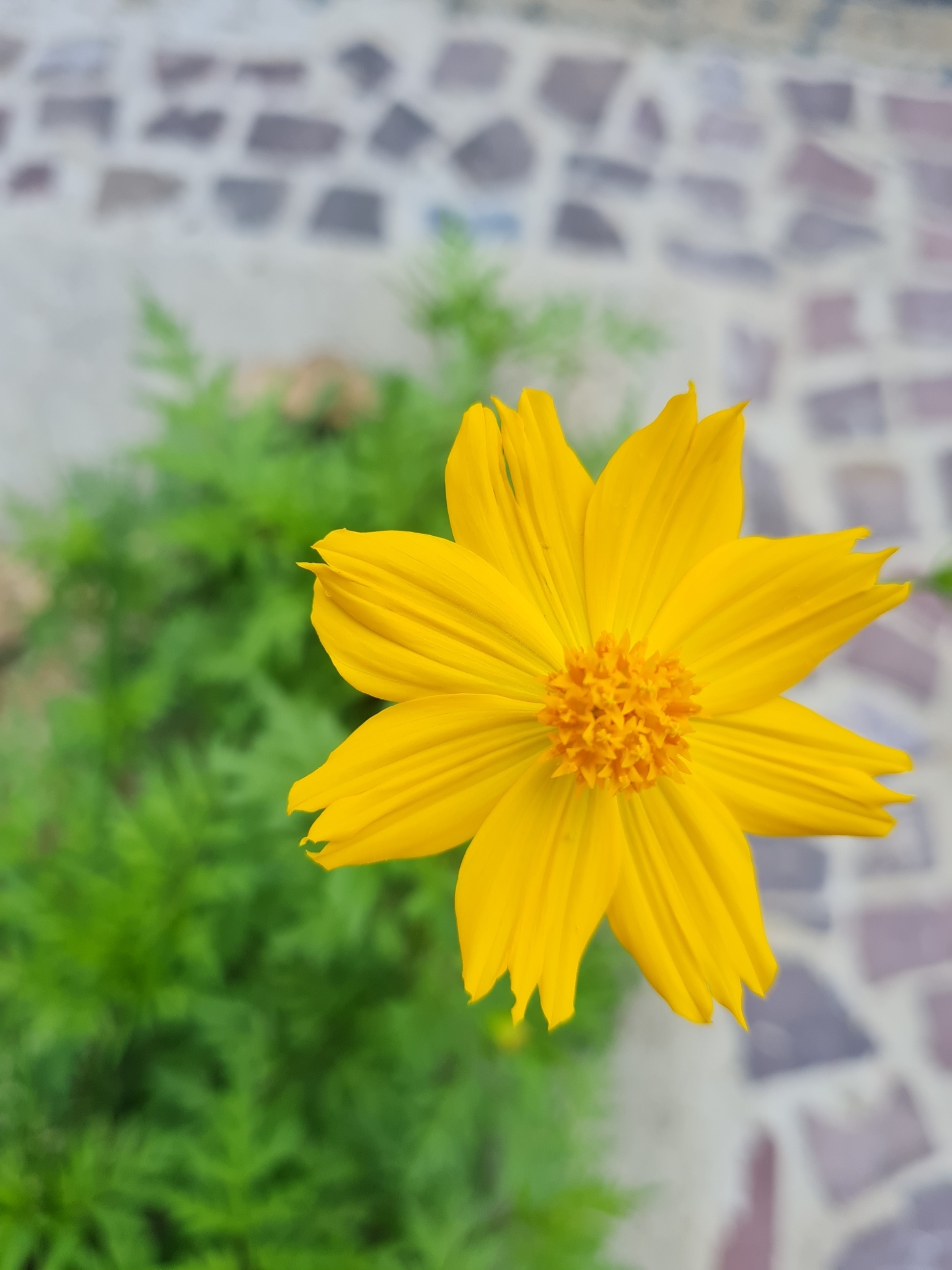Photo of Yellow Cosmos (8/12)